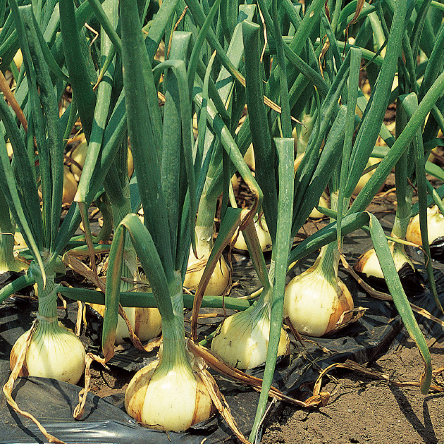 たまねぎ／新玉ねぎ