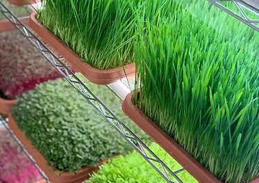 マイクログリーン