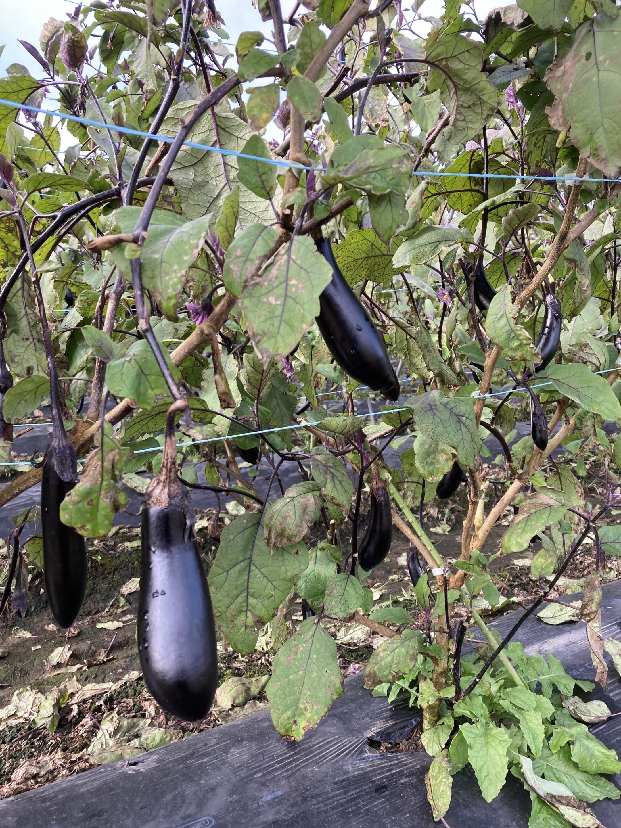 なす（長なす）