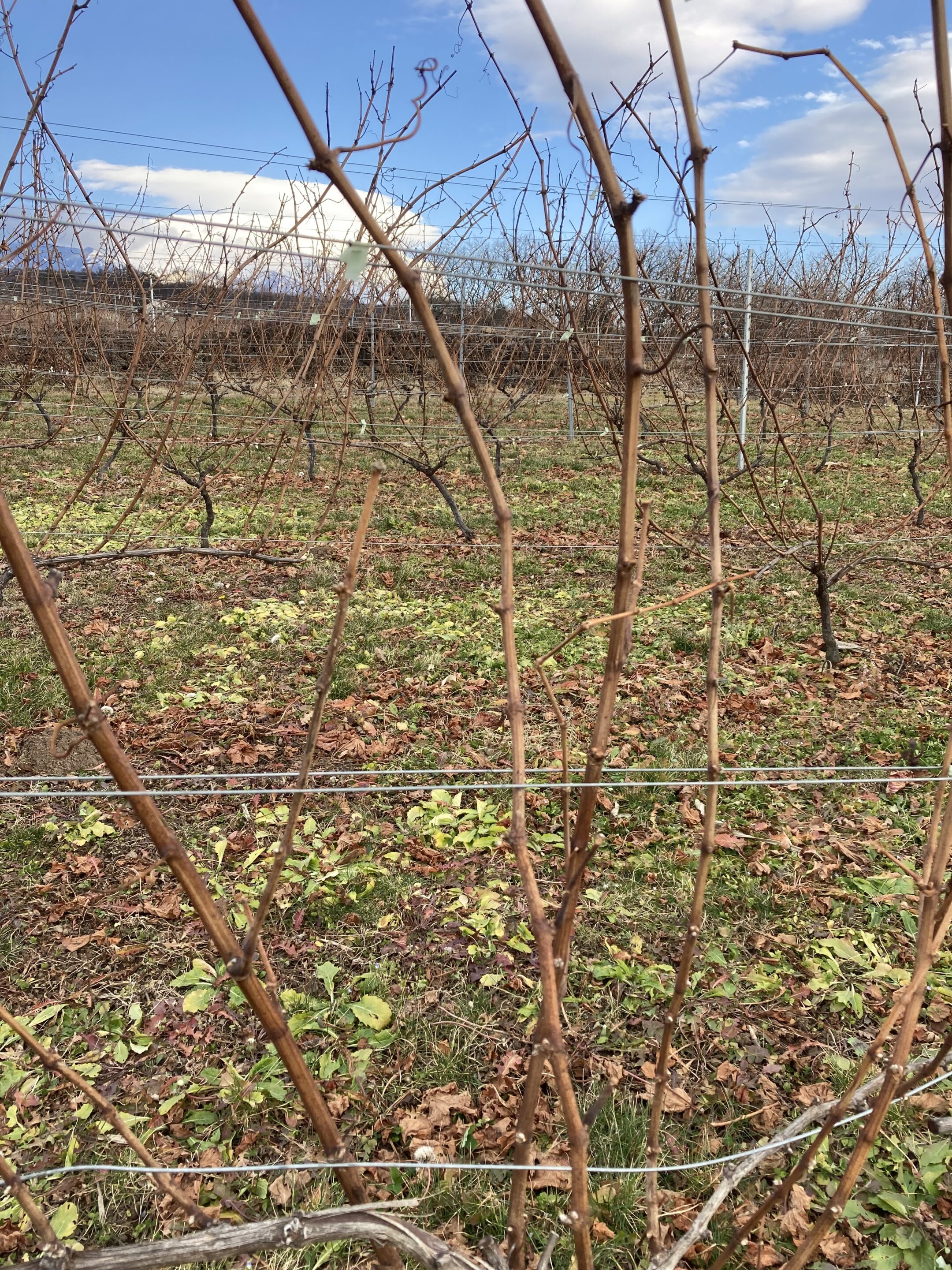 ピノノワール（ワイン）