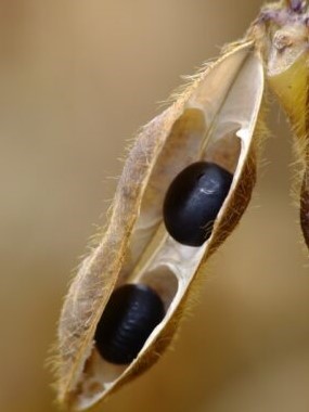 大豆（黒大豆）