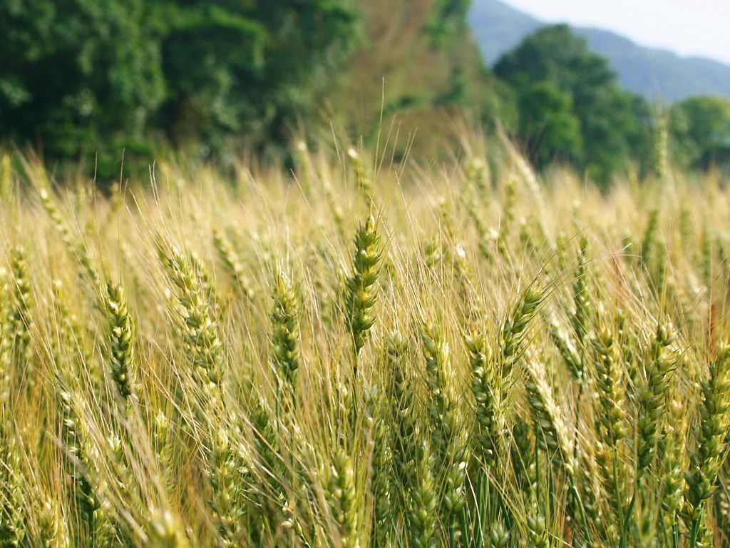 小麦
